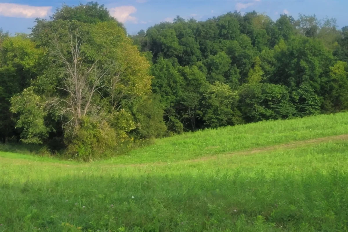 Evening light on open ground edged by mature trees at the top of the woods