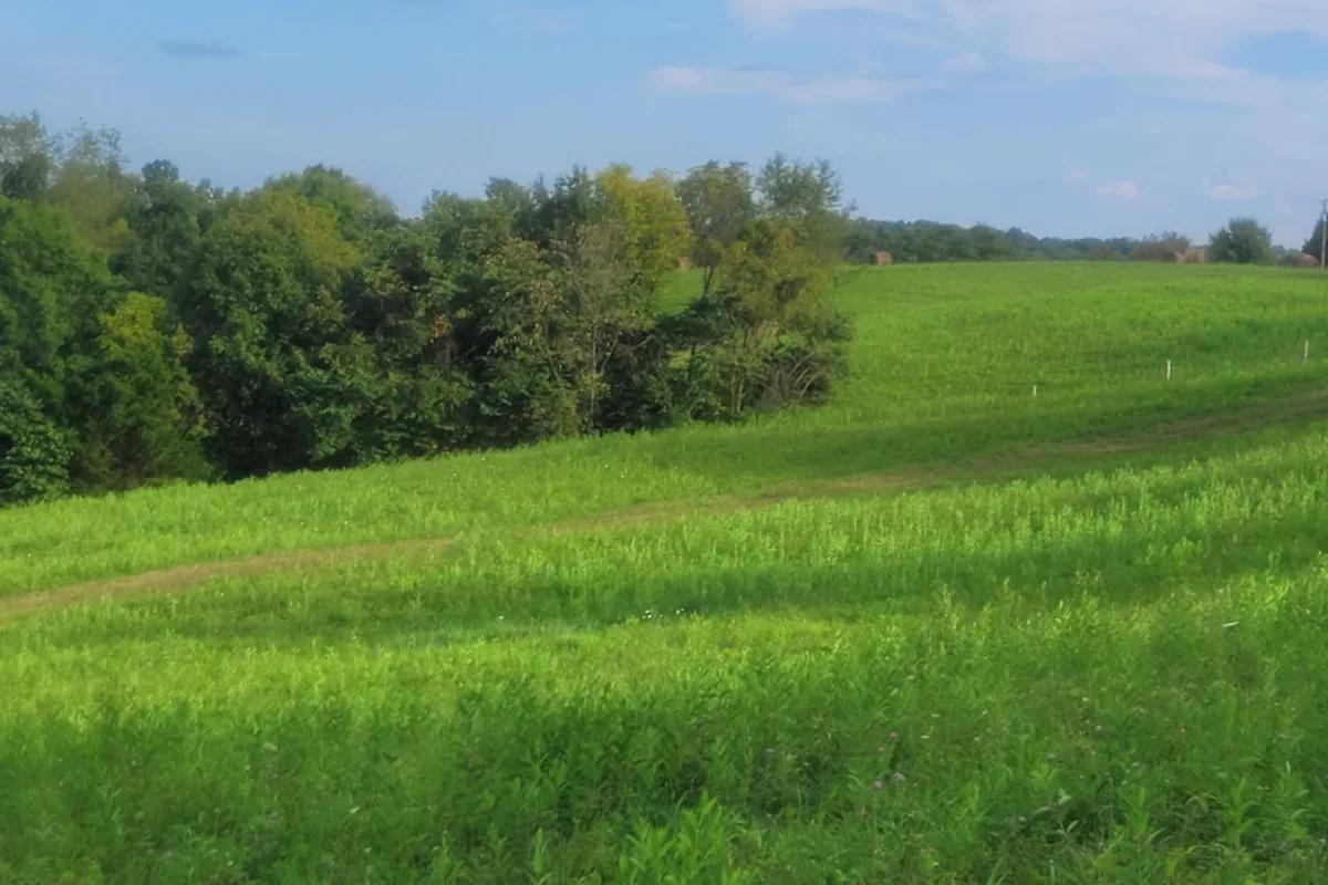 A mown track running through open ground toward hay bales on the far ridge